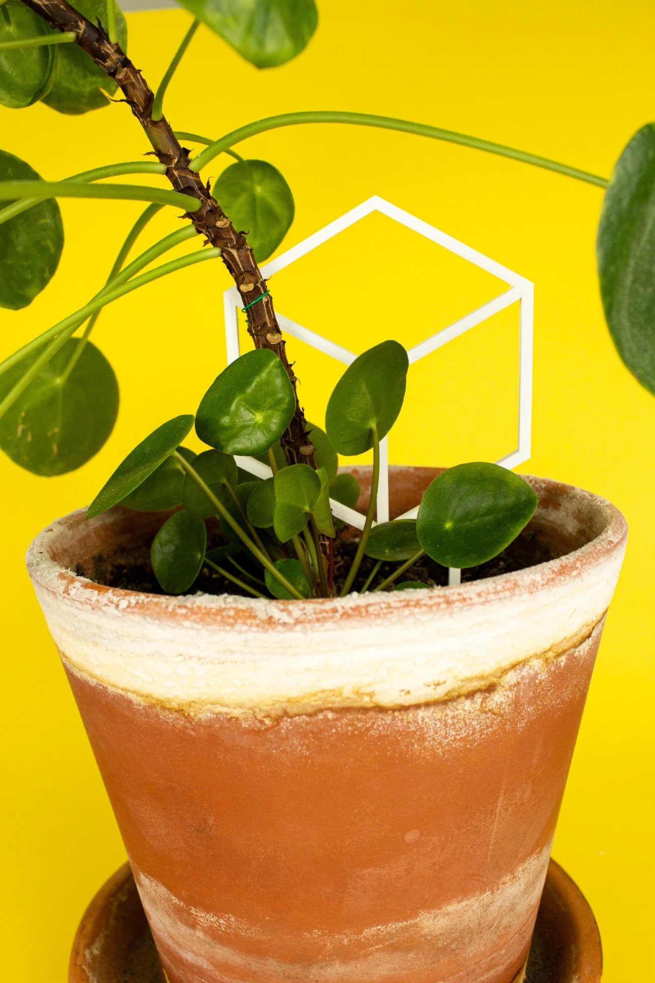 Cubus decoratieve plantensteun - 15240 Cubus decoratieve plantensteun