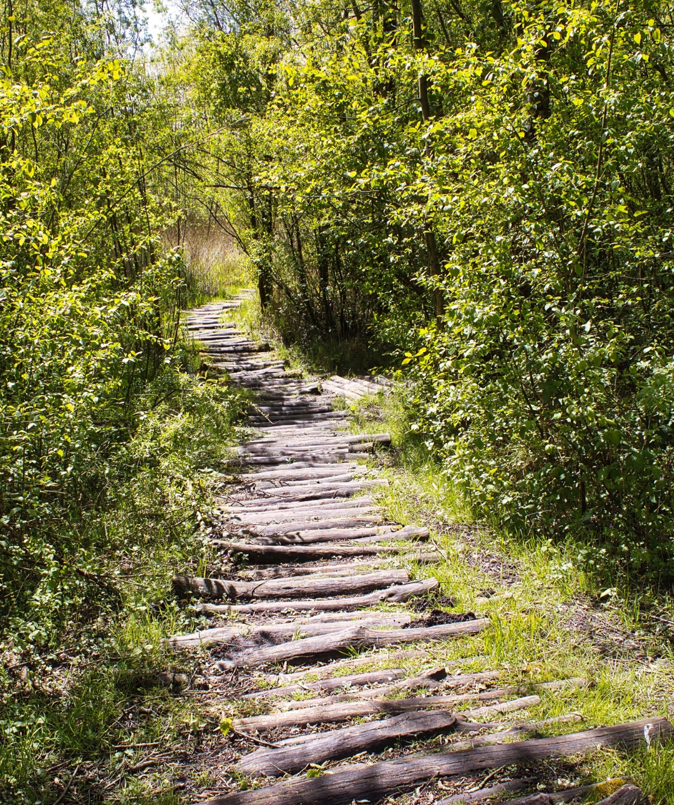Ansichtkaart Pad door het Bos — set van 5