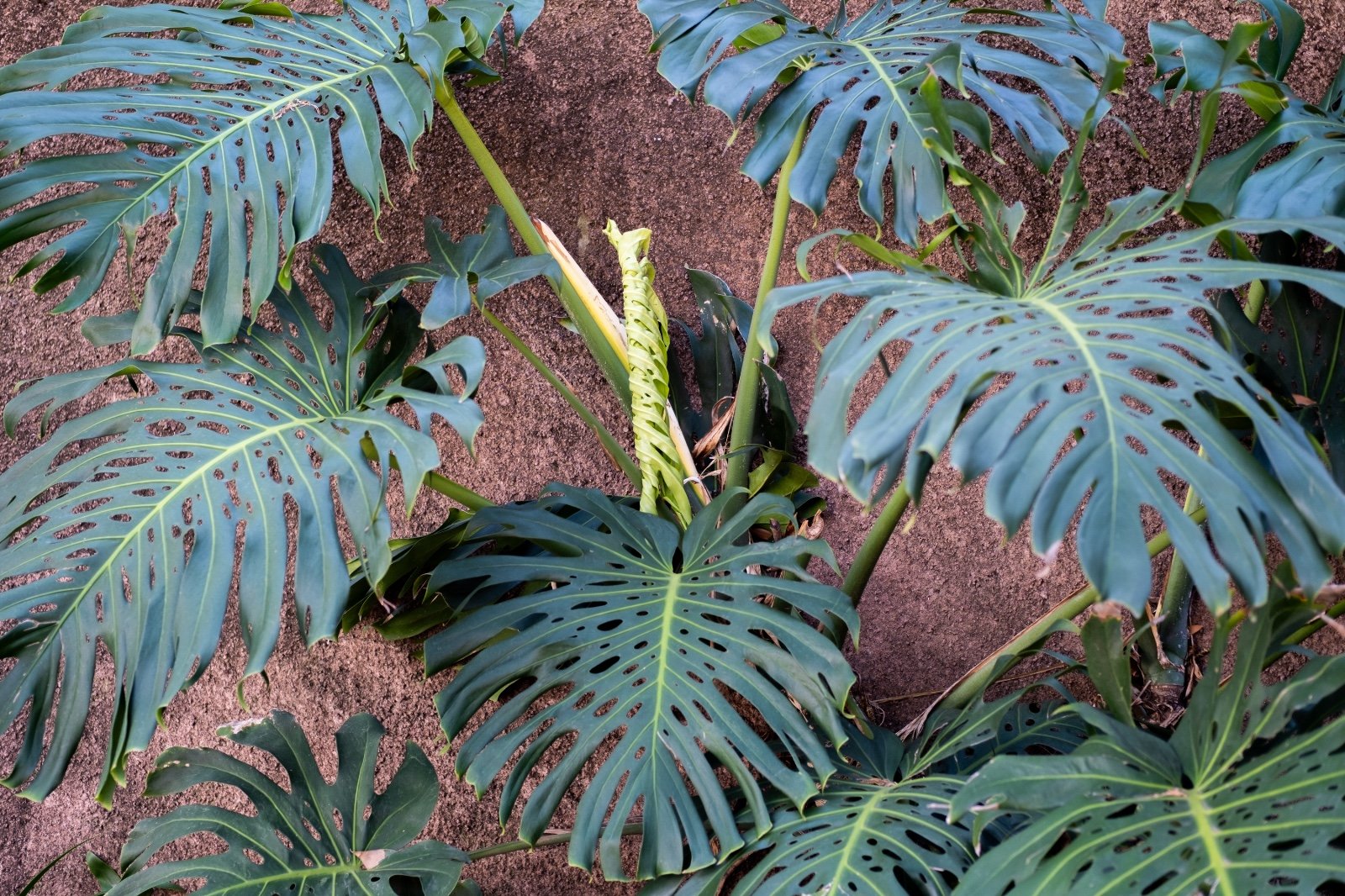 Gelimiteerde zeefdruk van Monstera blad