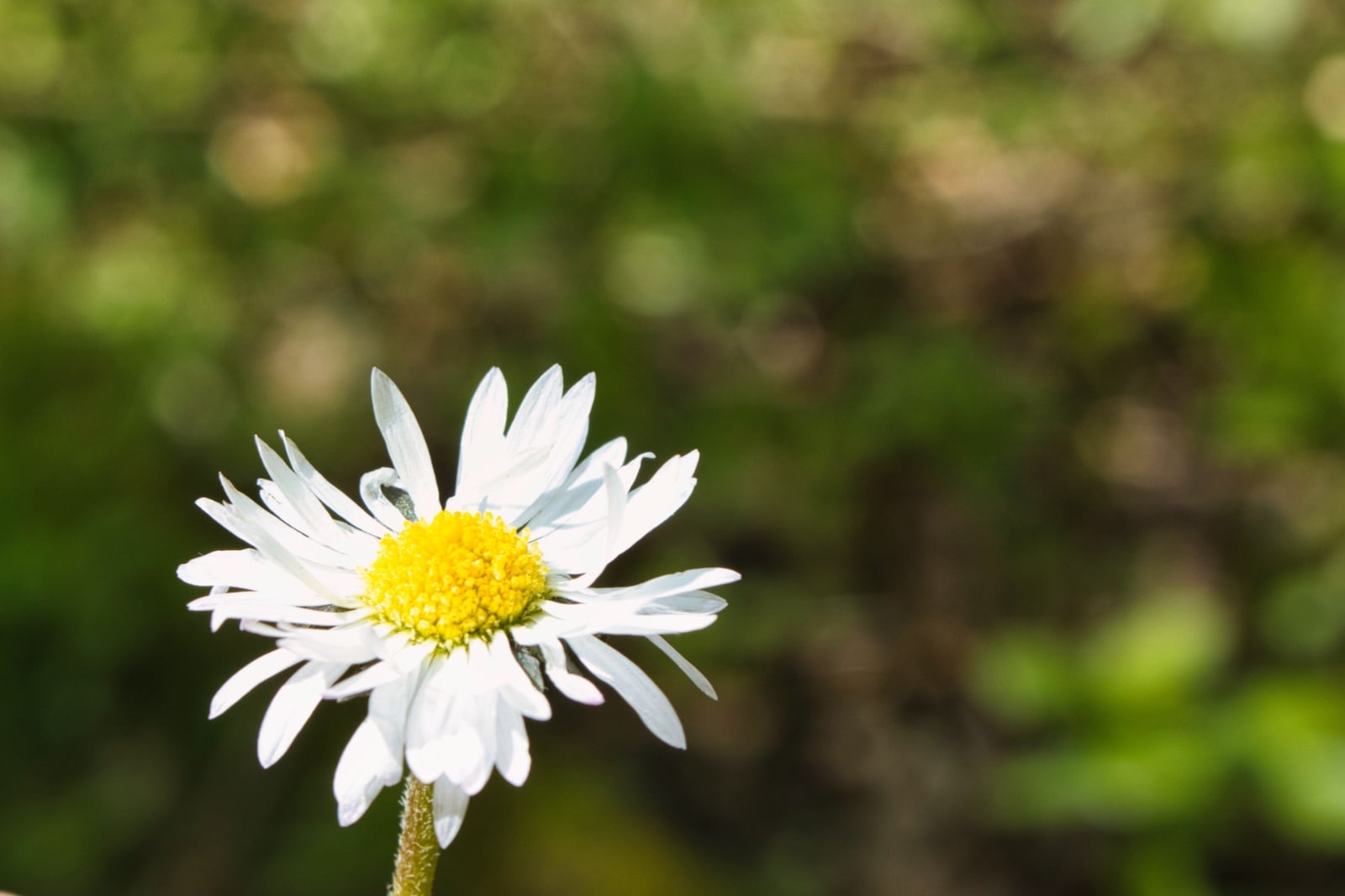 Sleutelhanger Madeliefje