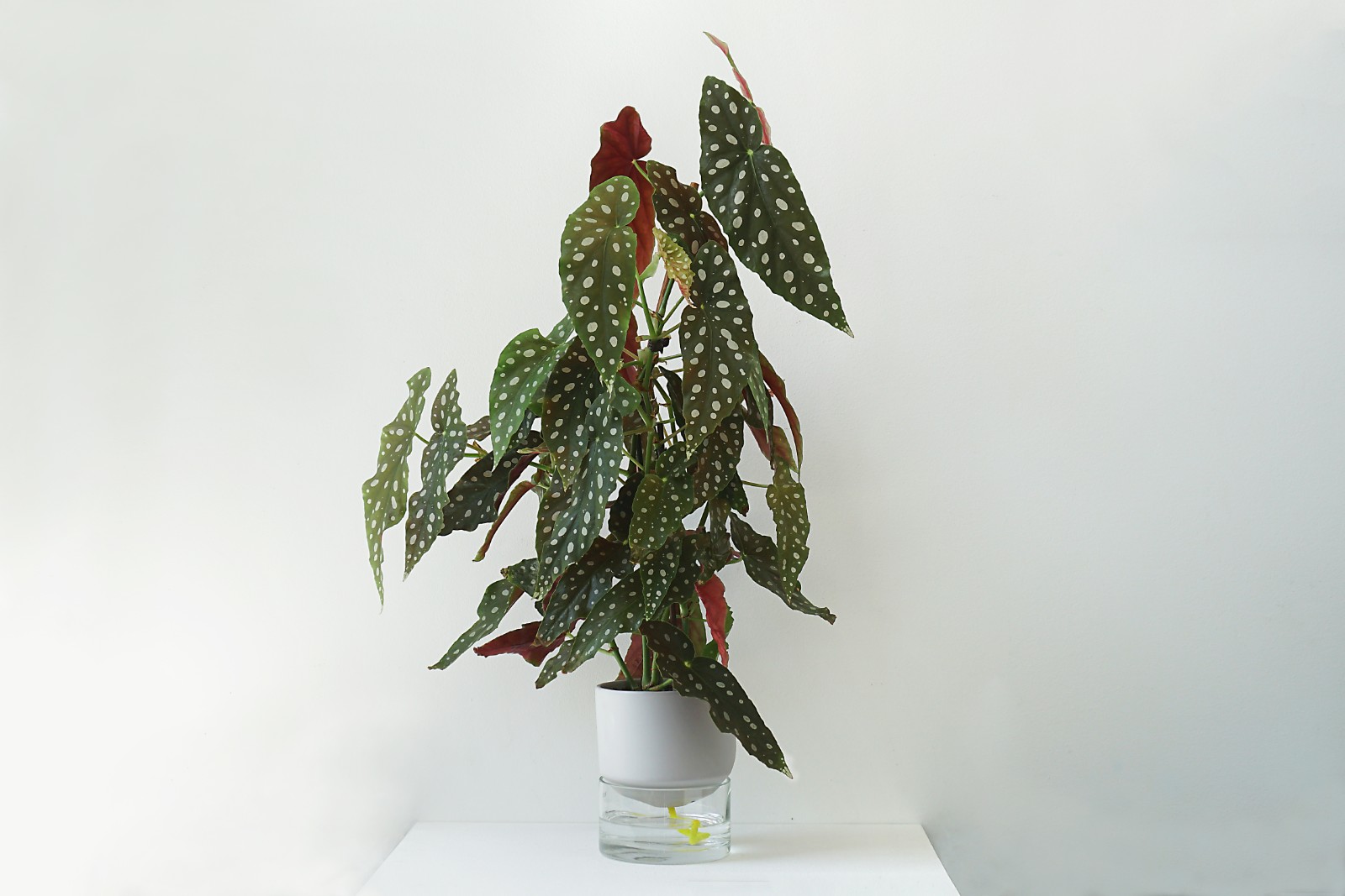 Kapi growing set: Small + Big flowerpot | Pebble