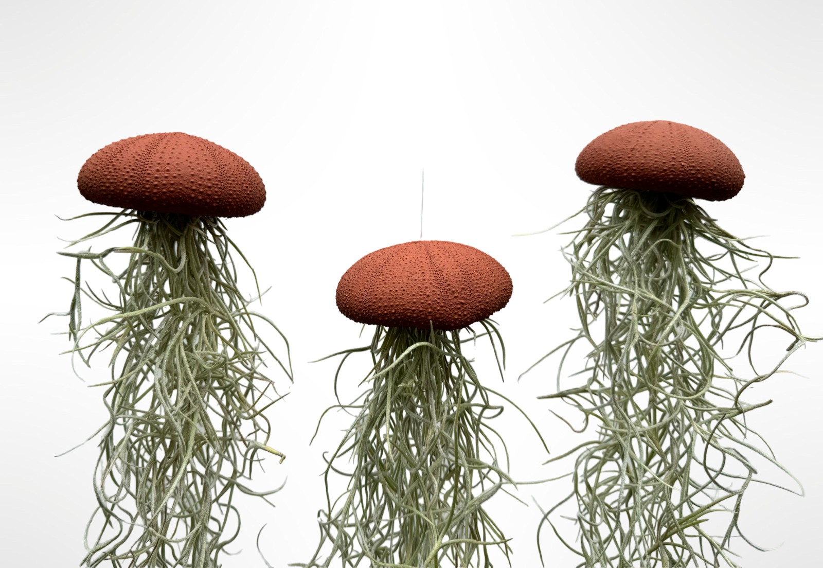 Set van drie Jellyfish luchtplantjes met Alfonso zee-egels en Spaans mos.