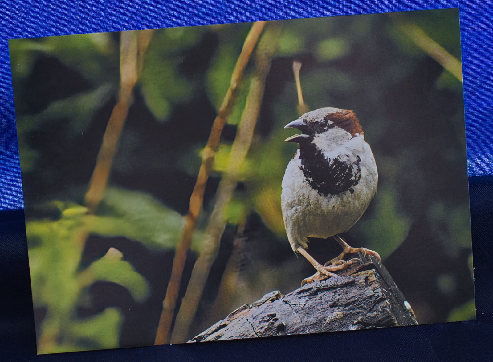 Ansichtkaart set van 5 designs