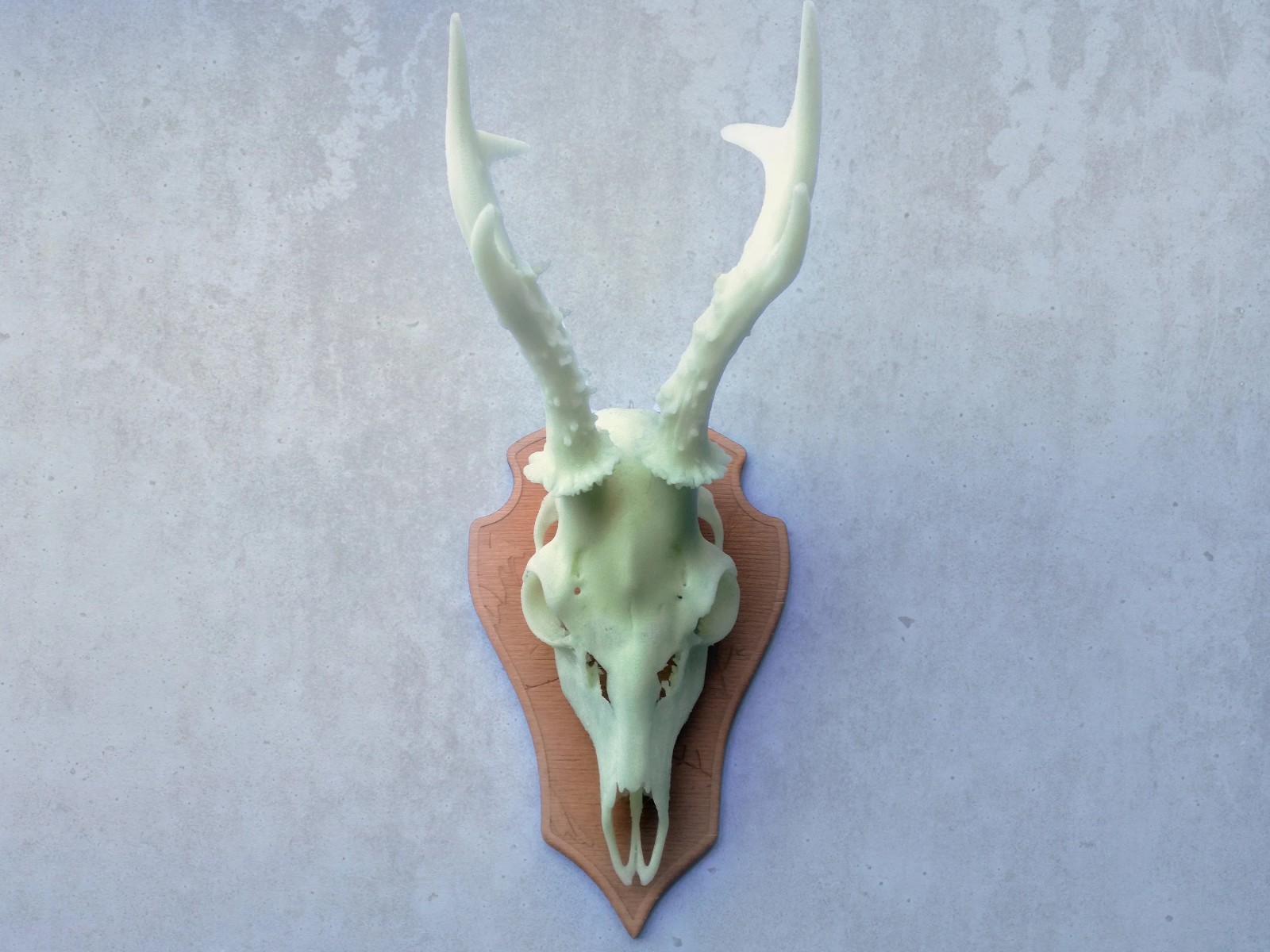Decorative 'glow in the dark' Doe skull