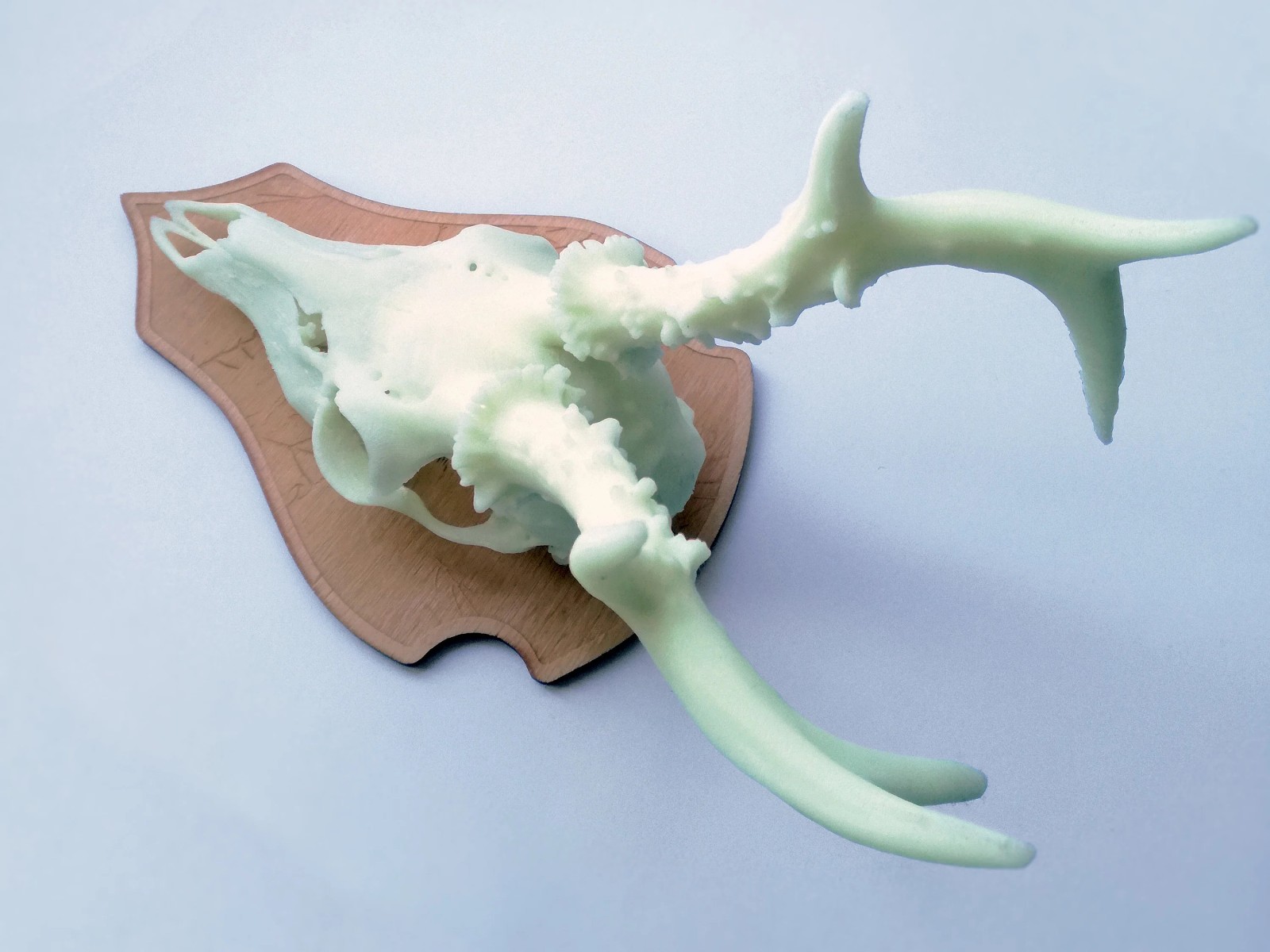 Decorative 'glow in the dark' Doe skull