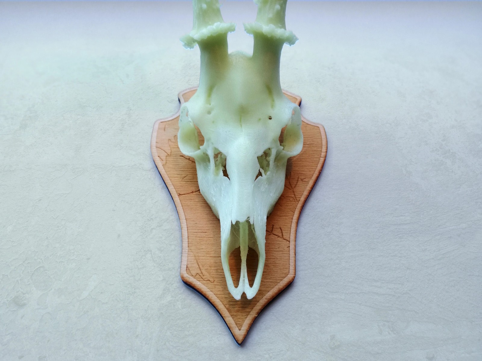 Decorative 'glow in the dark' Doe skull