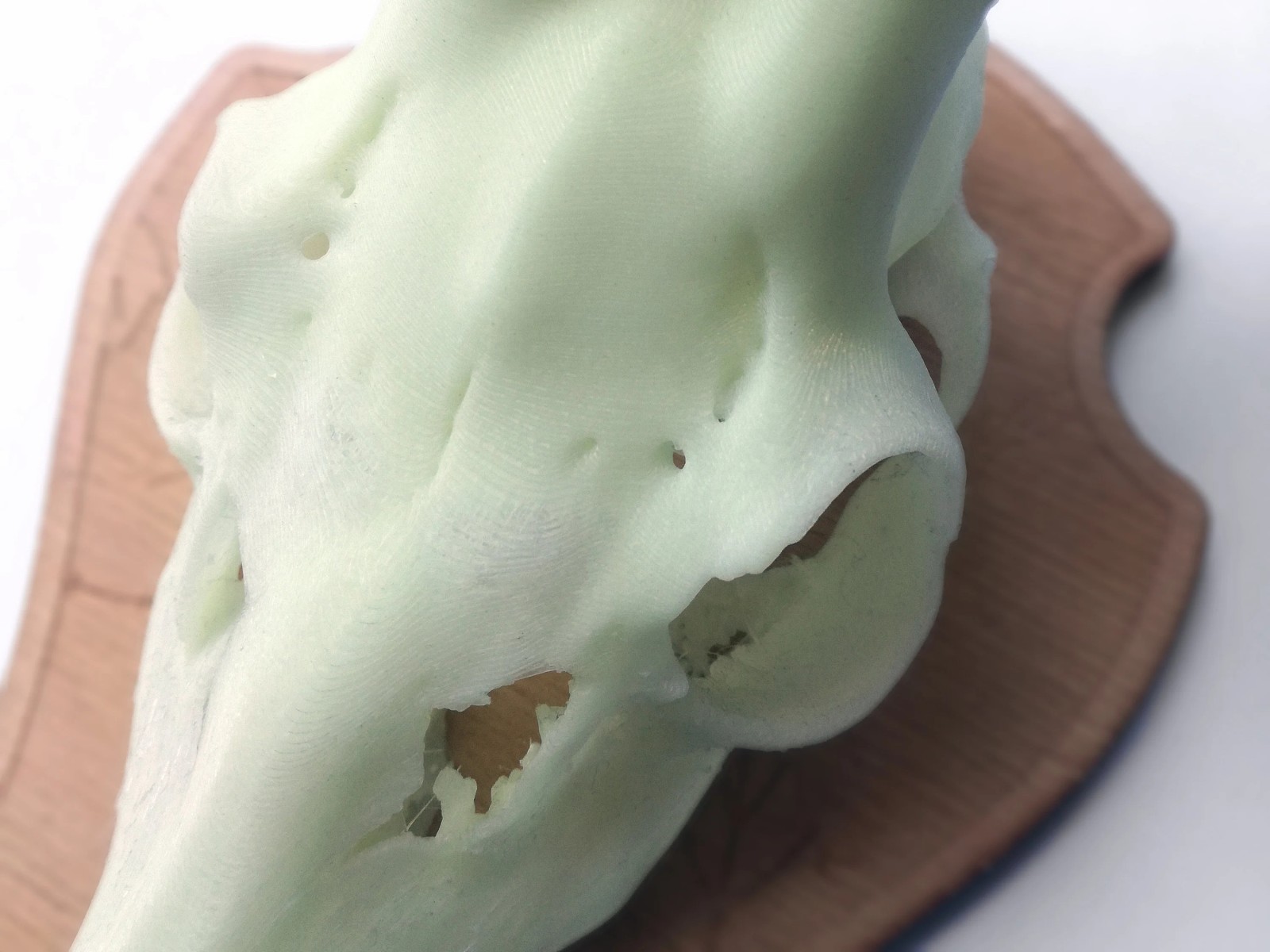 Decorative 'glow in the dark' Doe skull