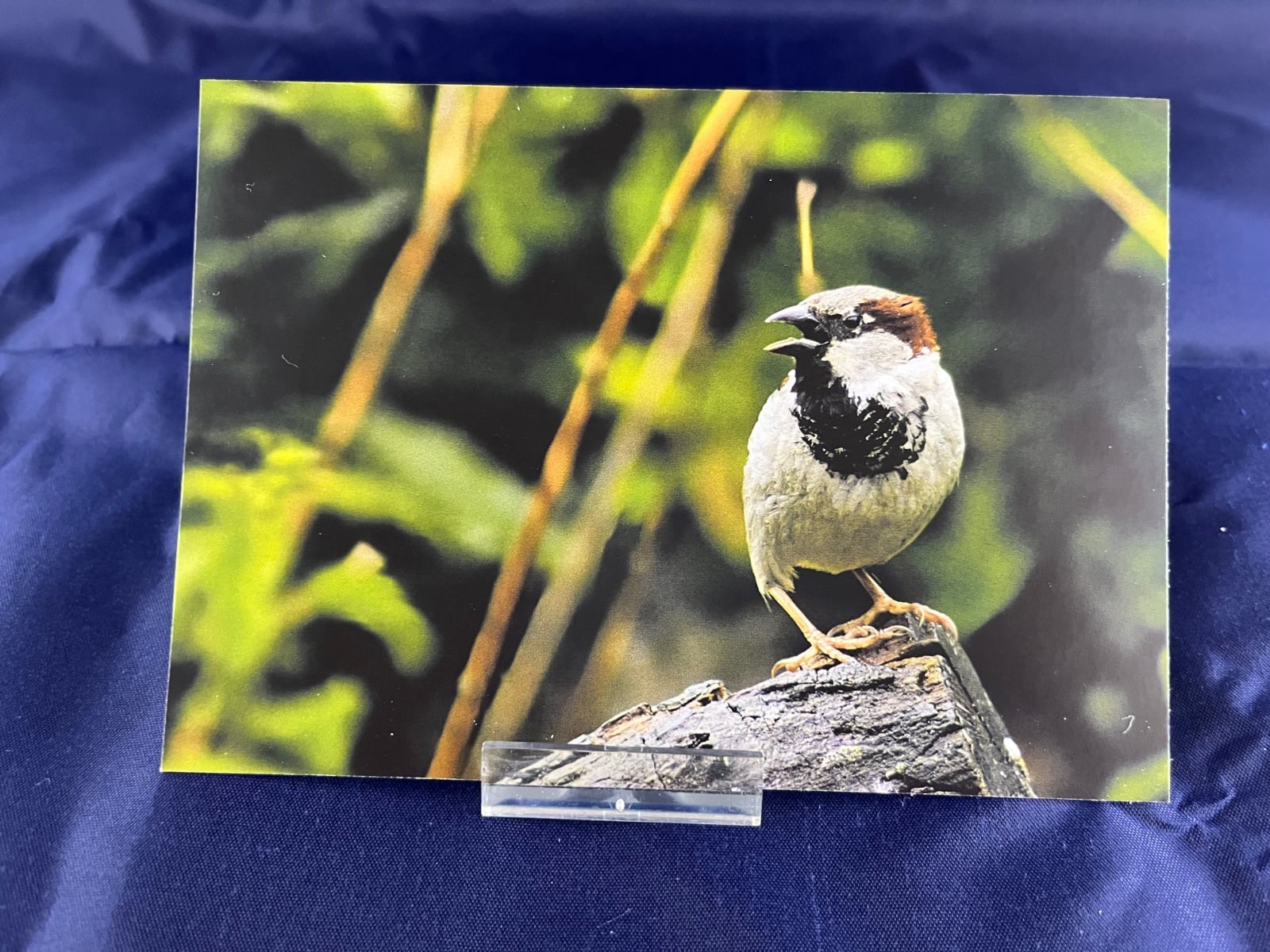 Ansichtkaart Musje — set van 5