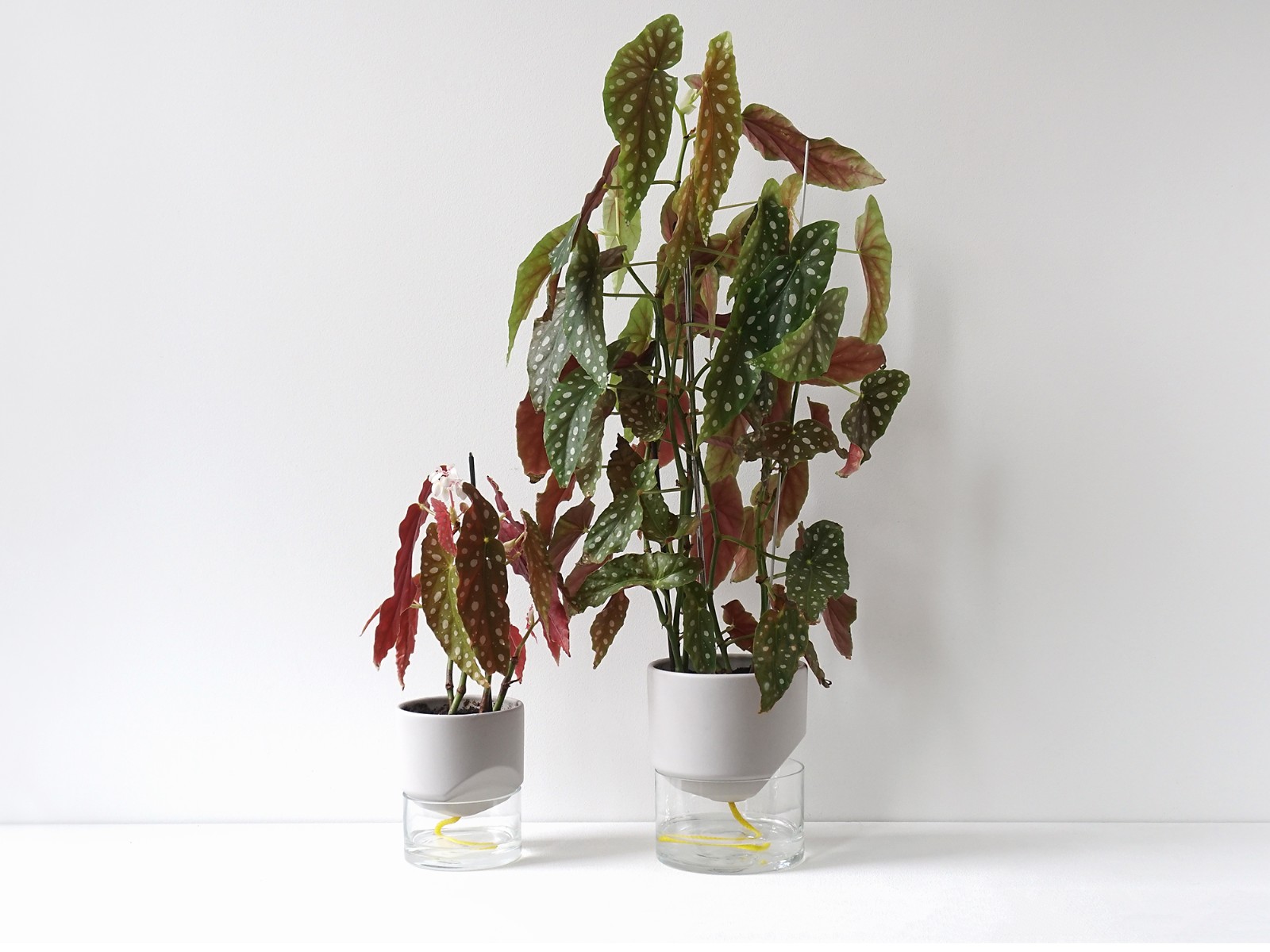 Kapi growing set: Small + Big flowerpot | Pebble