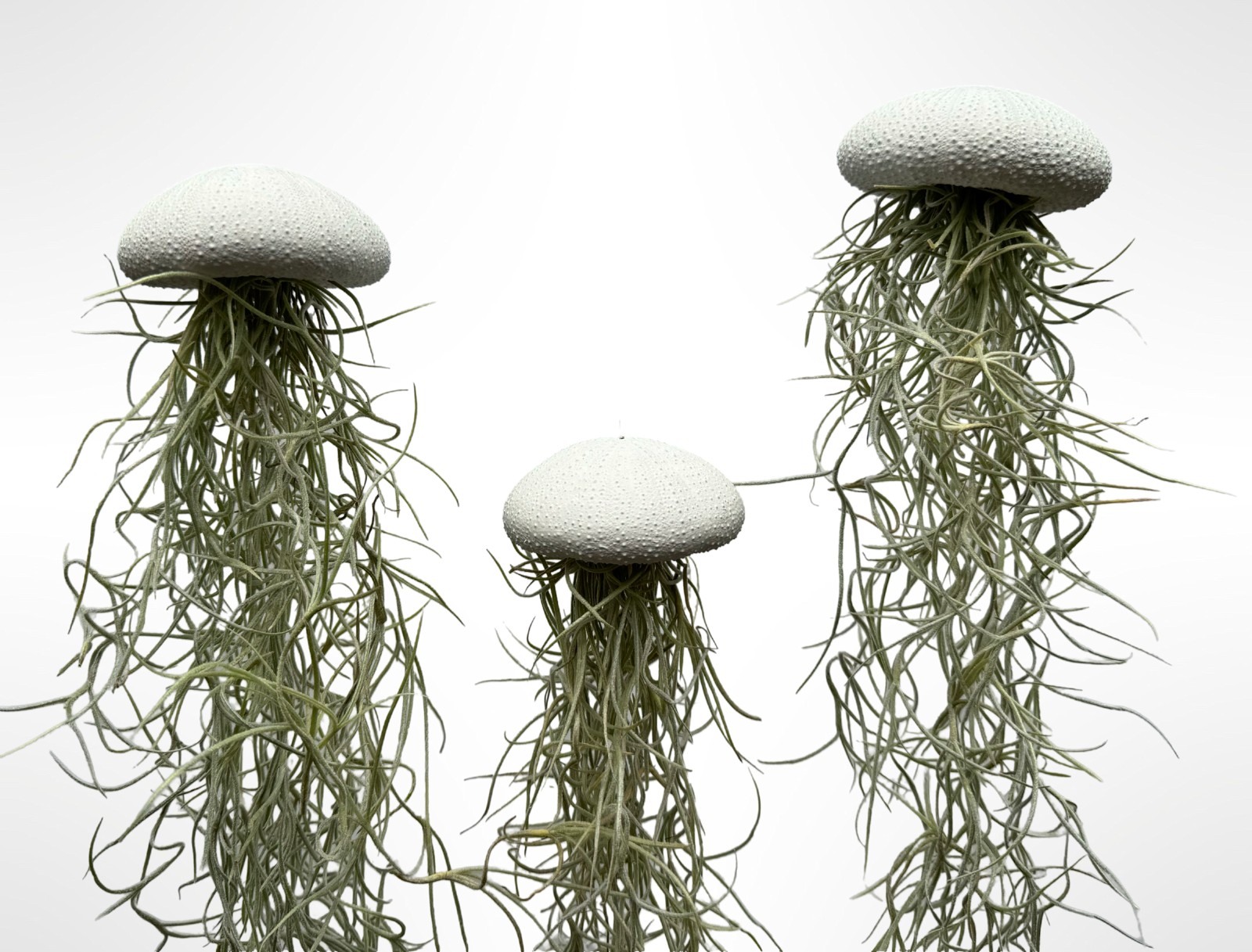 Set van drie Jellyfish luchtplantjes met Alfonso zee-egels en Spaans mos.
