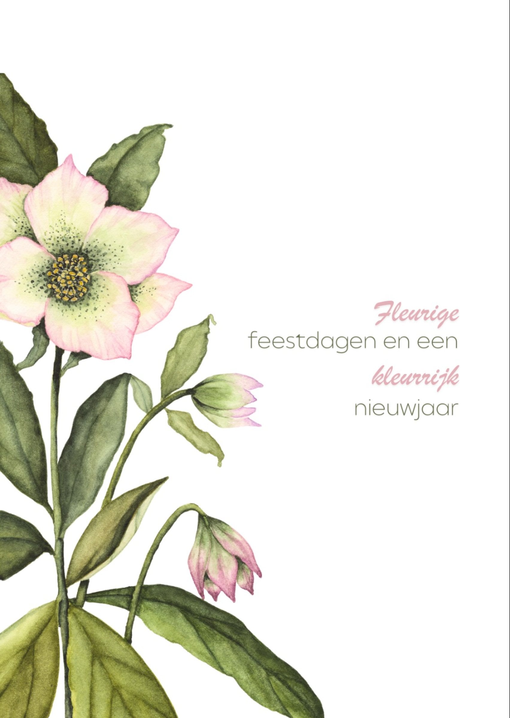 Unieke handgeschildere botanische kerstkaart met roze kerstroos - Hel… - 102284 Unieke handgeschildere botanische kerstkaart met roze kerstroos - Helleborus III