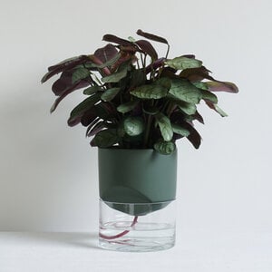 Kapi Groot - Groen