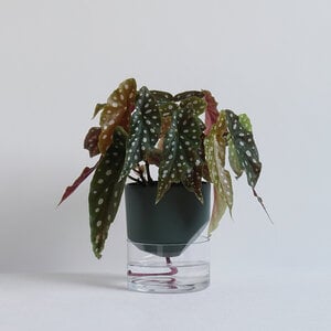 Kapi Klein – Groen