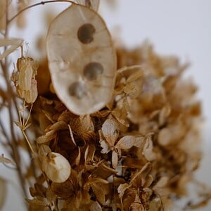 Neutraal Lunaria Droogbloemen Boeket