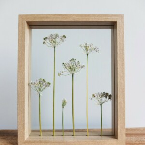 Wit Uien Bloem Lijst