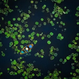 Summer on the lotus pond