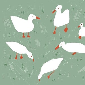 A4 Print - Ducks