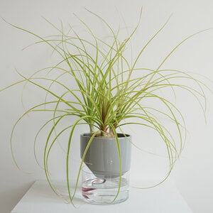 Kapi Groot - Sleek Gray