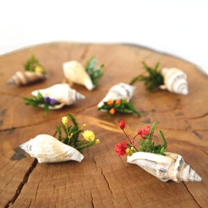 Schelpplantjes Set van 3