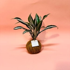 Kokedama - Green White