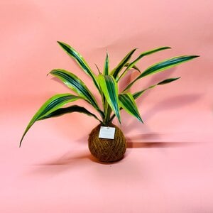 Kokedama - Lemon Lime
