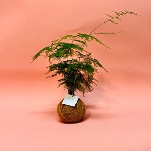 Kokedama - Fluffy Duffy
