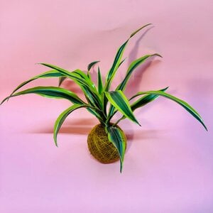 Kokedama - Lemon Lime