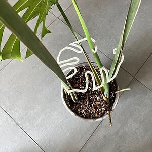 Veelzijdige Plantensteunring 'Monstera Inspiratie' in Olijfgroen, Wit & Beige - Perfect voor Elk Planttype