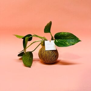 Kokedama - Philly
