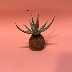 Kokedama - Vera