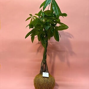 Kokedama - Geldboom