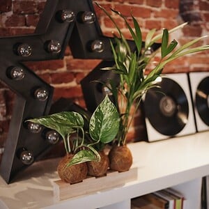 Alternative view of Kokedama - Philly
