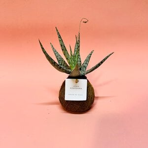 Kokedama - Vera