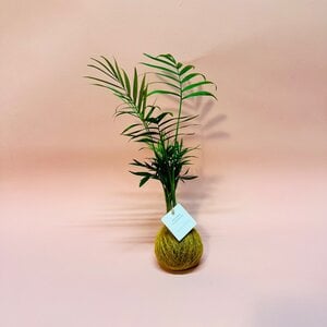 Kokedama - Palmpje