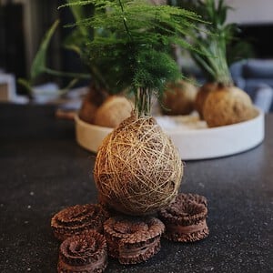 Kokedama - Fluffy Duffy