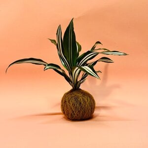 Kokedama - Green White