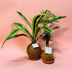 Kokedama duo set 2