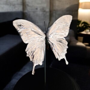 Echte papilio vlinder, opgezet en verguld met zilver - taxidermie kunstwerk onder glazen dome