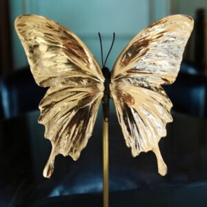 Echte papilio vlinder, opgezet en verguld met 23ct goud - taxidermie kunstwerk onder glazen dome