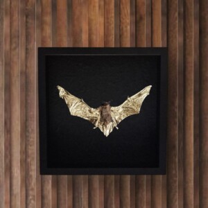 Echte vleermuis, opgezet en  verguld met 23ct goud - taxidermie kunstwerk in lijst