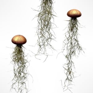 Drie mooie Jellyfish luchtplantjes met Spaans mos