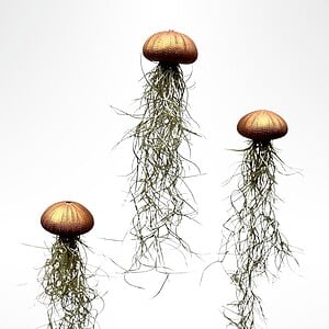 Drie mooie Jellyfish luchtplantjes met Spaans mos