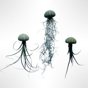 Drie mooie Jellyfish luchtplantjes met verschillende luchtplantjes.