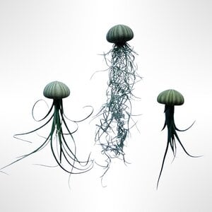 Drie mooie Jellyfish luchtplantjes met verschillende luchtplantjes.