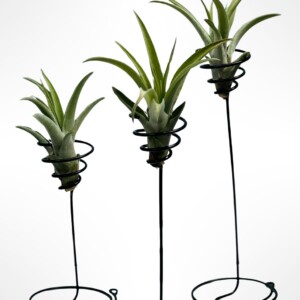 Een drietal mooie staande spiralen met een Tillandsia Capitata.