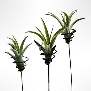 Een drietal mooie staande spiralen met een Tillandsia Capitata.