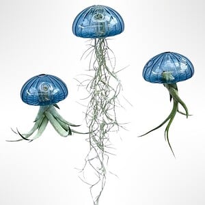 Een prachtige Jellyfish luchtplant met een "zee-egel" van écht glas!