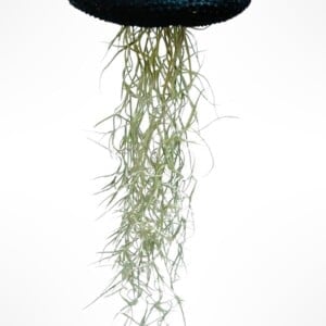 Reuze Jellyfish luchtplant met Spaans mos