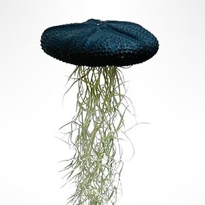 Reuze Jellyfish luchtplant met Spaans mos