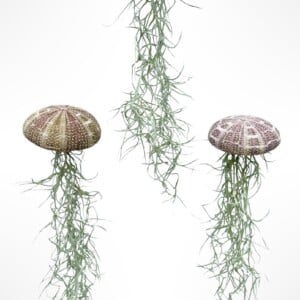 Set van drie Jellyfish luchtplantjes met Alfonso zee-egels en Spaans mos.